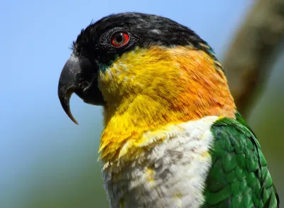 Caiques category