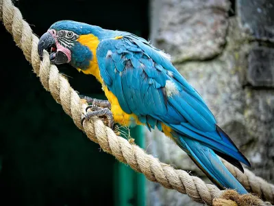 Macaws category