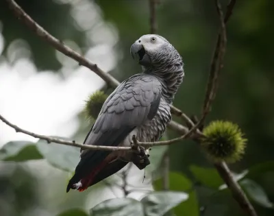 African Parrots category