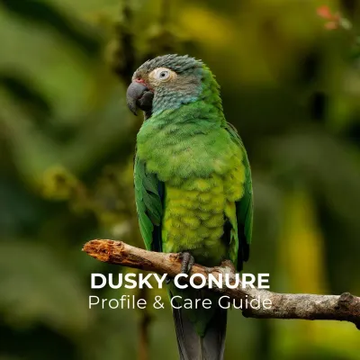 Conures category