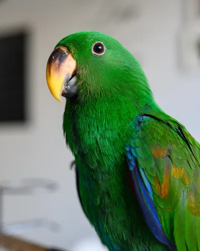 Eclectus category