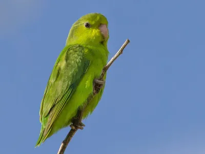 Parrotlets category